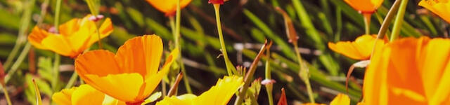 Decorative image of yellow flowers