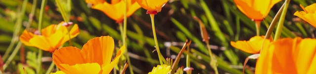 Decorative image of yellow flowers